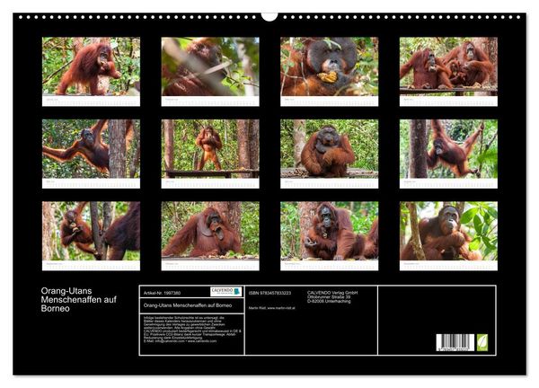 Produktbild: Orang-Utans Menschenaffen auf Borneo (Wandkalender 2026 DIN A2 quer), CALVENDO Monatskalender