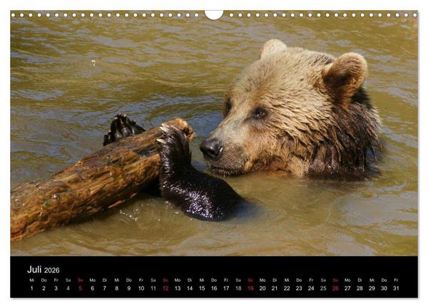 Produktbild: B&auml;ren im Nationalpark Bayerischer Wald (Wandkalender 2026 DIN A3 quer), CALVENDO Monatskalender