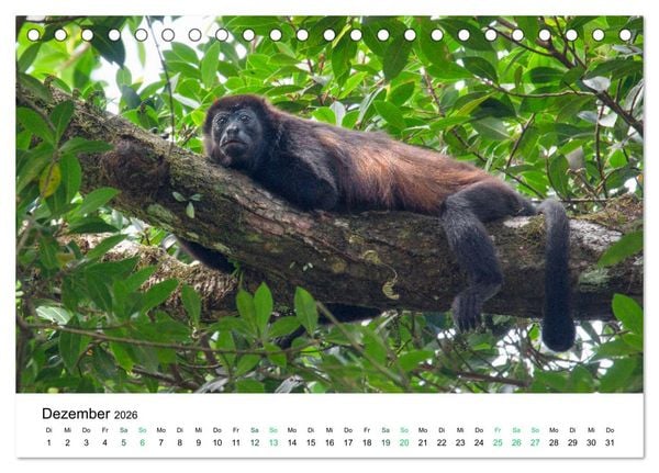 Produktbild: Costa Rica - Tropische Tierwelt (Tischkalender 2026 DIN A5 quer), CALVENDO Monatskalender