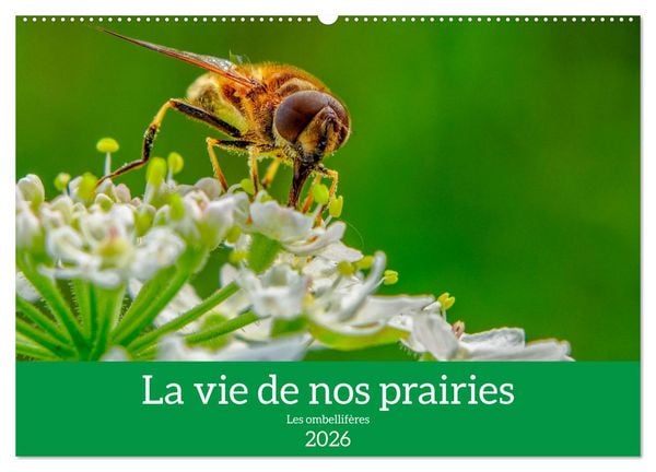 Produktbild: La vie de nos prairie, les ombellif&egrave;res (Calendrier mural 2026 DIN A2 vertical), CALVENDO calendrier mensuel