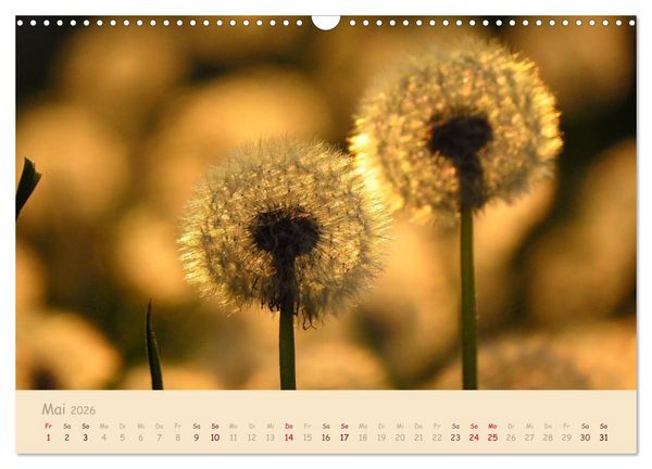 Produktbild: Unscheinbare Sch&ouml;nheit - Pusteblume (Wandkalender 2026 DIN A3 quer), CALVENDO Monatskalender