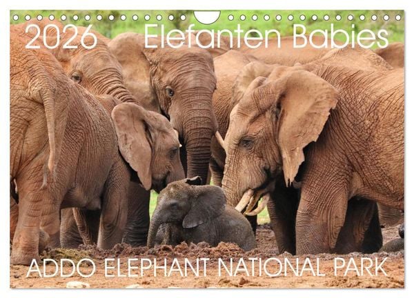 Produktbild: ADDO ELEPHANT NATIONAL PARK Elefanten Babies (Wandkalender 2026 DIN A4 quer), CALVENDO Monatskalender
