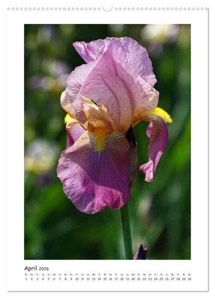 Produktbild: Traumhafte Iris (Wandkalender 2026 DIN A2 hoch), CALVENDO Monatskalender