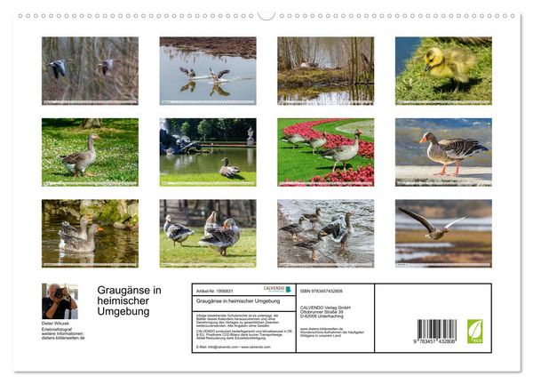 Produktbild: Graug&auml;nse in heimischer Umgebung (hochwertiger Premium Wandkalender 2026 DIN A2 quer), Kunstdruck in Hochglanz