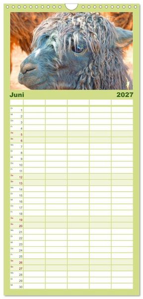 Produktbild: Familienplaner 2027 - Alpakas und Lamas mit 5 Spalten (Wandkalender, 21 x 45 cm) CALVENDO