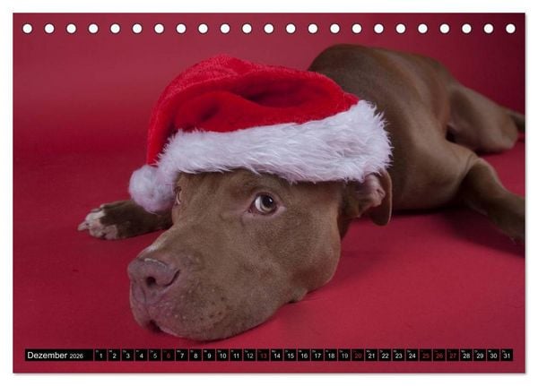 Produktbild: Pit Bull und Co. - Geliebt, gef&uuml;rchtet, missverstanden (Tischkalender 2026 DIN A5 quer), CALVENDO Monatskalender