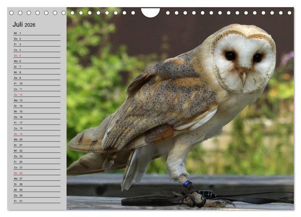 Produktbild: Eulen. Gefiederte Weisheit (Wandkalender 2026 DIN A4 quer), CALVENDO Monatskalender
