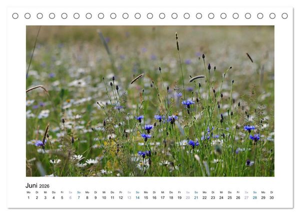 Produktbild: Kornblumen - Blaue Sch&ouml;nheiten (Tischkalender 2026 DIN A5 quer), CALVENDO Monatskalender