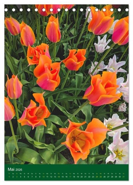 Produktbild: Tulpen. Bunter Fr&uuml;hling (Tischkalender 2026 DIN A5 hoch), CALVENDO Monatskalender