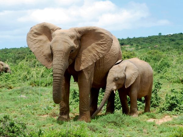 Produktbild: CALVENDO Puzzle Ein Motiv aus dem Kalender African Elephants in Addo | 1000 Teile Lege-Gr&ouml;&szlig;e 64x48cm Foto-Puzzle f&uuml;r gl&uuml;ckliche Stunden