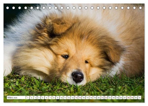 Produktbild: Collies - die sch&ouml;nsten Hunde der Welt (Tischkalender 2026 DIN A5 quer), CALVENDO Monatskalender