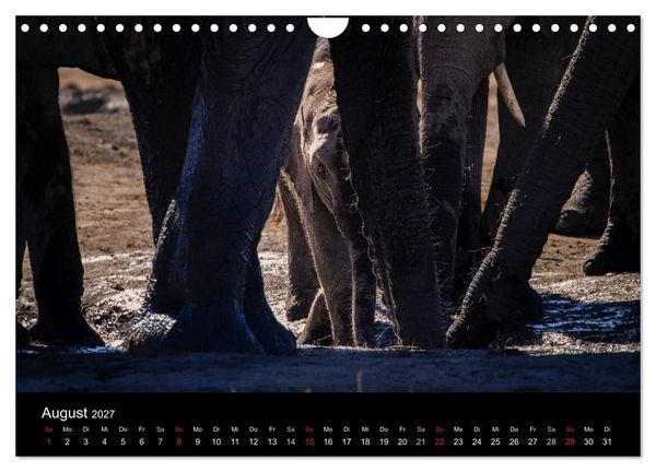 Produktbild: Elefanten - Die sanften Riesen Afrikas (Wandkalender 2027 DIN A4 quer), CALVENDO Monatskalender