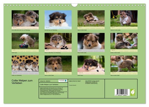 Produktbild: Collie Welpen zum Verlieben (Wandkalender 2026 DIN A3 quer), CALVENDO Monatskalender