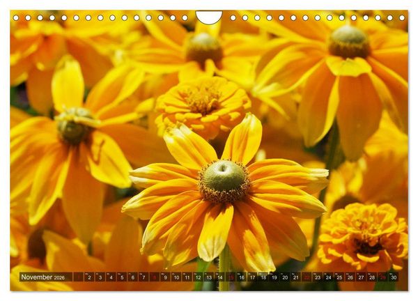 Produktbild: Sonnenhut im Garten (Wandkalender 2026 DIN A4 quer), CALVENDO Monatskalender