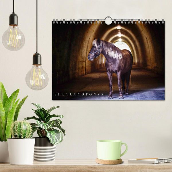 Produktbild: Shetlandpony Kalender (Wandkalender 2026 DIN A4 quer), CALVENDO Monatskalender