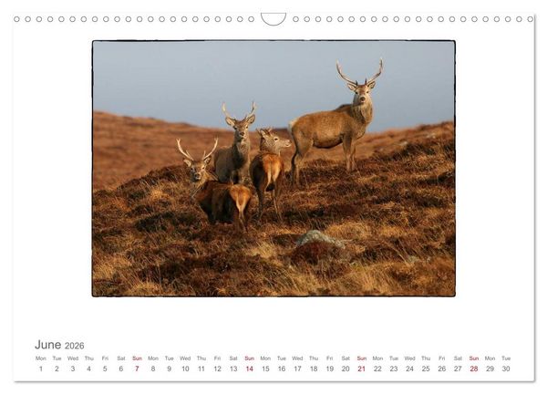 Produktbild: Wild Deer In The Highlands (Wall Calendar 2026 DIN A3 landscape), CALVENDO 12 Month Wall Calendar