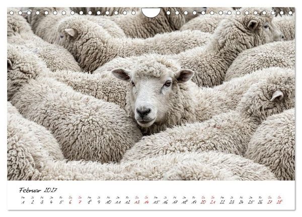 Produktbild: Better Together - Herdenmomente (Wandkalender 2027 DIN A4 quer), CALVENDO Monatskalender