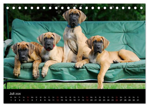 Produktbild: Deutsche Dogge 2026 (Tischkalender 2026 DIN A5 quer), CALVENDO Monatskalender