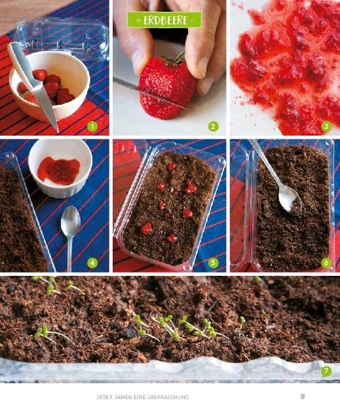Regrowing – Neue Triebe aus Obst- und Gemüseresten