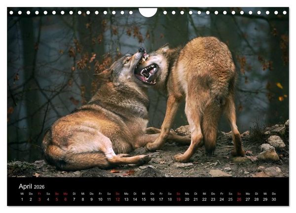 Produktbild: Kanadische W&ouml;lfe im Winter (Wandkalender 2026 DIN A4 quer), CALVENDO Monatskalender