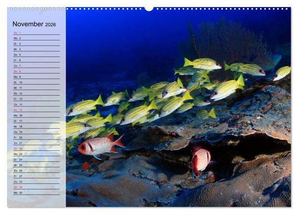 Produktbild: Paradiese im ewigen Blau. Die bunte Unterwasserwelt (Wandkalender 2026 DIN A2 quer), CALVENDO Monatskalender