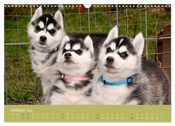 Produktbild: Husky Welpen (Wandkalender 2026 DIN A3 quer), CALVENDO Monatskalender