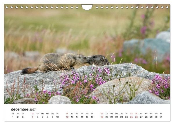 Produktbild: Le monde des marmottes en Haute Maurienne (Calendrier mural 2027 DIN A4 vertical), CALVENDO calendrier mensuel