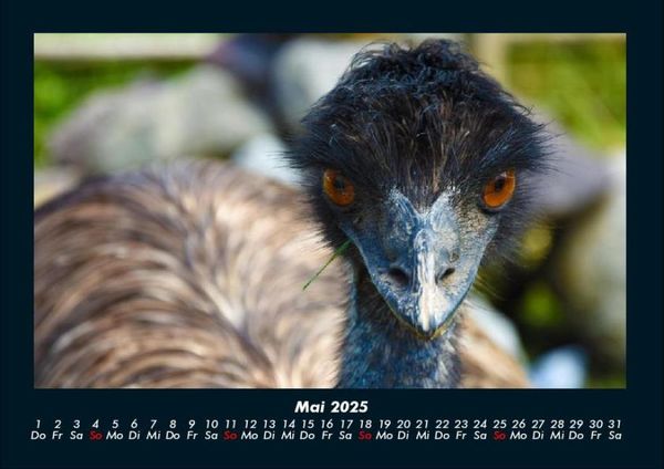 Produktbild: Welt der V&ouml;gel 2025 Fotokalender DIN A4