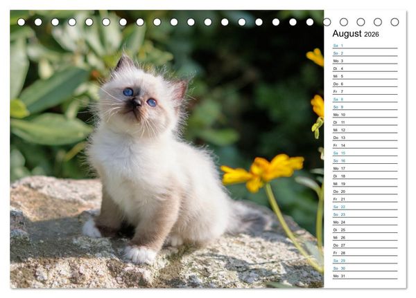 Produktbild: Heilige Birma Kitten mit Planer (Tischkalender 2026 DIN A5 quer), CALVENDO Monatskalender