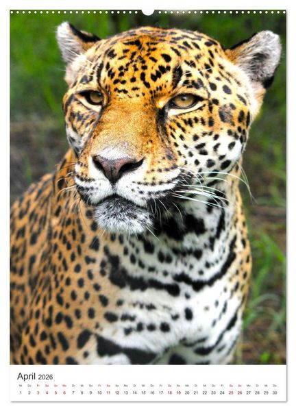 Produktbild: Leoparden - Die Beute im Visier. (hochwertiger Premium Wandkalender 2026 DIN A2 hoch), Kunstdruck in Hochglanz