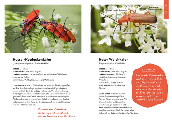 Produktbild: Nature Guide Insekten