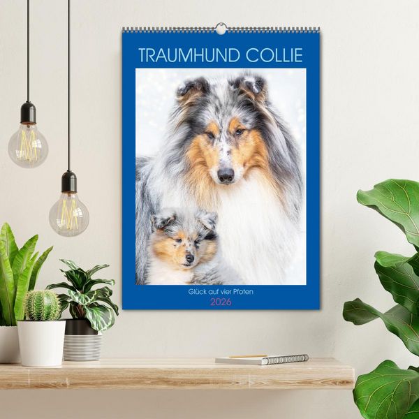 Produktbild: Traumhund Collie - Gl&uuml;ck auf vier Pfoten (Wandkalender 2026 DIN A2 hoch), CALVENDO Monatskalender