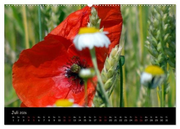 Produktbild: Just Mohn (hochwertiger Premium Wandkalender 2026 DIN A2 quer), Kunstdruck in Hochglanz
