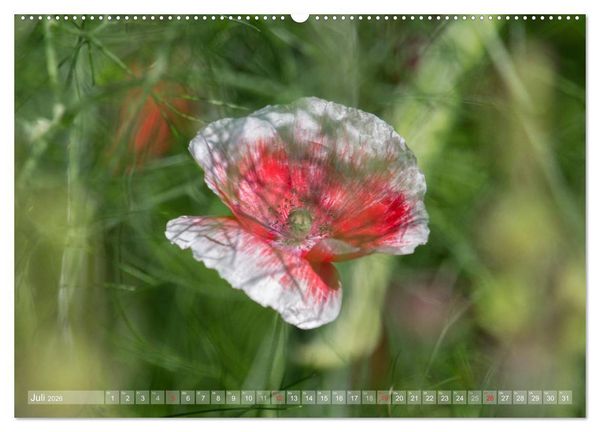 Produktbild: Mohn (hochwertiger Premium Wandkalender 2026 DIN A2 quer), Kunstdruck in Hochglanz