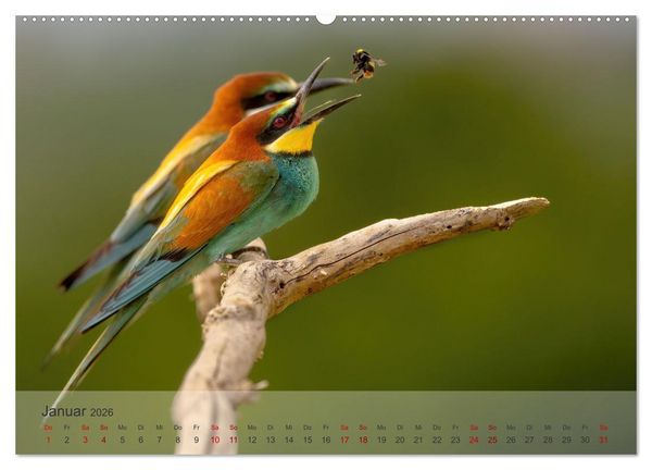 Produktbild: Fantastische Vogelwelt Slowenien (Wandkalender 2026 DIN A2 quer), CALVENDO Monatskalender