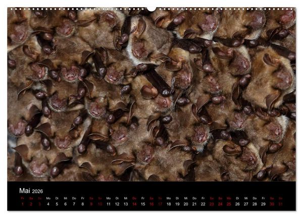 Produktbild: Flederm&auml;use - J&auml;ger der Nacht (hochwertiger Premium Wandkalender 2026 DIN A2 quer), Kunstdruck in Hochglanz