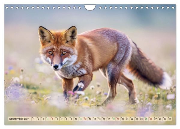 Produktbild: F&uuml;chse in Pastellfarben (Wandkalender 2027 DIN A4 quer), CALVENDO Monatskalender