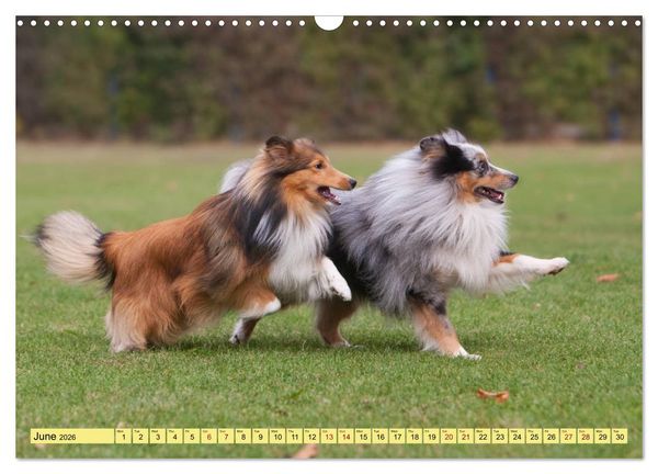 Produktbild: Shetland Sheepdogs - Sweet little charmers (Wall Calendar 2026 DIN A3 landscape), CALVENDO 12 Month Wall Calendar
