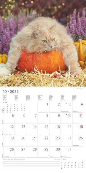 Produktbild: Funny Cats 2026 - Broschürenkalender 30x30 cm (30x60 geöffnet) - Kalender mit Platz für Notizen - Katzen - Bildkalender - Wandplaner - Katzenkalender