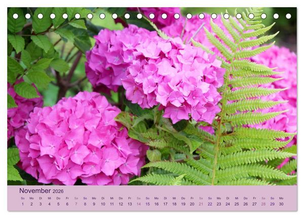 Produktbild: Hortensien 2026. Farbenpr&auml;chtige Impressionen aus dem Garten (Tischkalender 2026 DIN A5 quer), CALVENDO Monatskalender