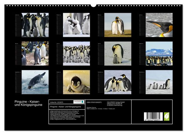 Produktbild: Pinguine - Kaiser- und K&ouml;nigspinguine (hochwertiger Premium Wandkalender 2026 DIN A2 quer), Kunstdruck in Hochglanz