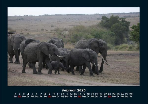 Produktbild: Elefanten 2025 Fotokalender DIN A4