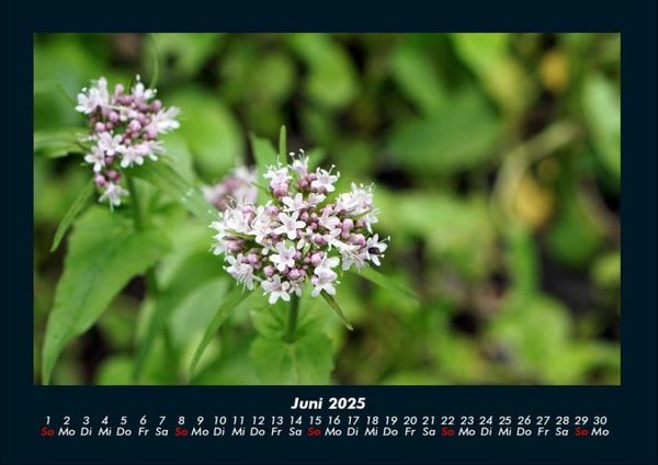 Produktbild: Blick in die Natur 2025 Fotokalender DIN A4