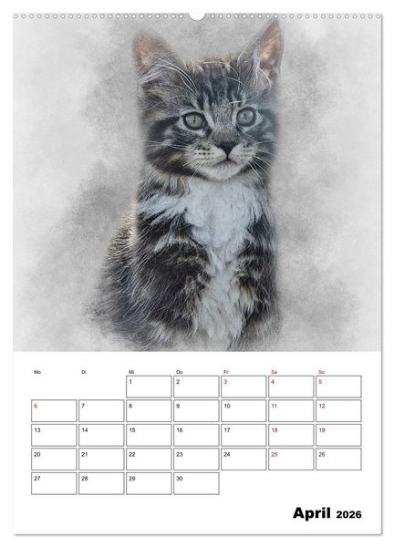 Produktbild: Maine Coon Katzen (Wandkalender 2026 DIN A2 hoch), CALVENDO Monatskalender