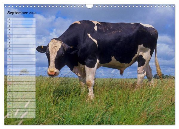 Produktbild: Rinder auf dem Lande (Wandkalender 2026 DIN A3 quer), CALVENDO Monatskalender