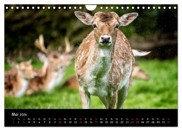 Produktbild: Rehe und Hirsche in freier Natur (Wandkalender 2026 DIN A4 quer), CALVENDO Monatskalender