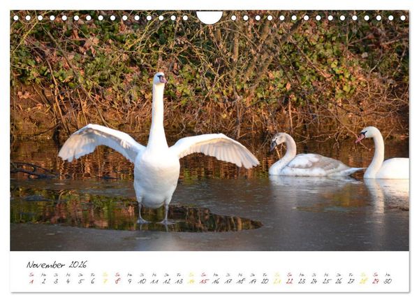 Produktbild: Schw&auml;ne, Liebe f&uuml;r die Ewigkeit (Wandkalender 2026 DIN A4 quer), CALVENDO Monatskalender