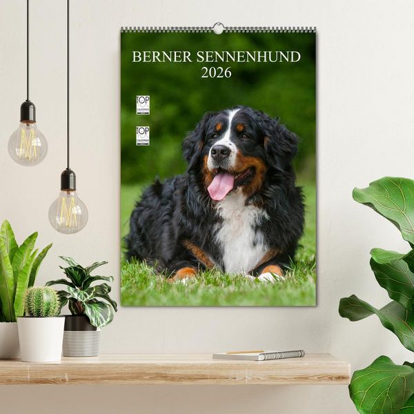 Produktbild: Berner Sennenhund 2026 (Wandkalender 2026 DIN A2 hoch), CALVENDO Monatskalender