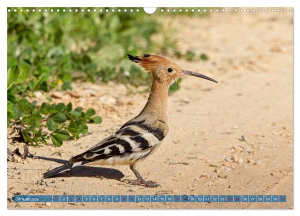 Produktbild: V&ouml;gel der Algarve (Wandkalender 2026 DIN A3 quer), CALVENDO Monatskalender