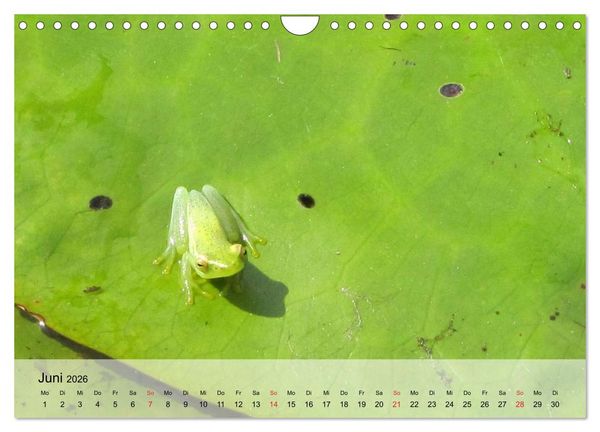 Produktbild: Frosch m&uuml;sste man sein! (Wandkalender 2026 DIN A4 quer), CALVENDO Monatskalender